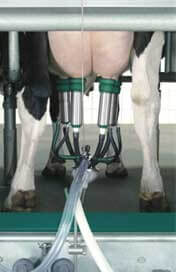 доильная техника westfalia classic 300